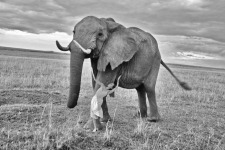Lorelei & Wild Animals by Zoe Macerollo